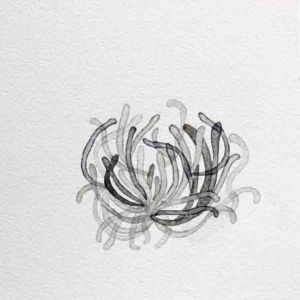 FROM THE WILD THINGS, 2013