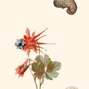 Seven Days to Dusk - VI, 2015